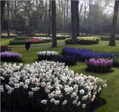 Keukenhof