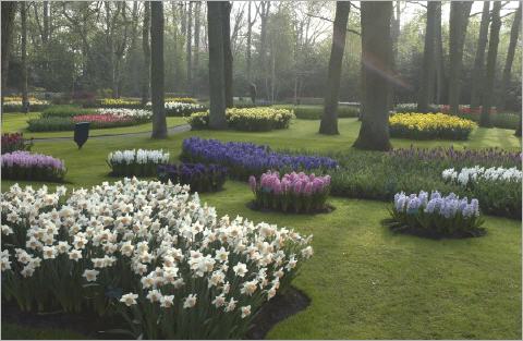 Blumenwiese im Keukenhof Keukenhof
