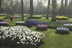 Keukenhof