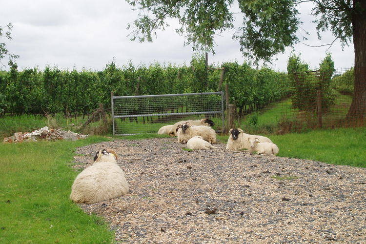 Biezenpolder Biezenpolder