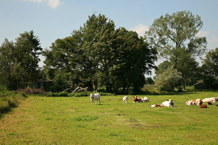 De Grenswachter  De Daele