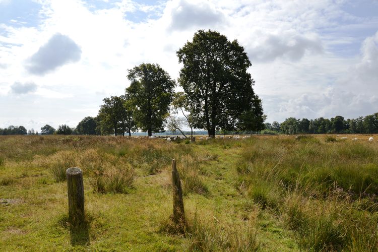 De Paddestoel De Paddestoel