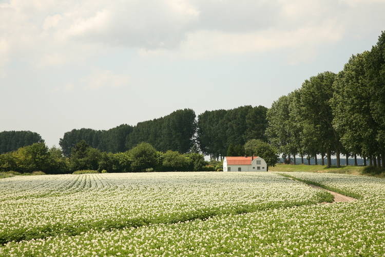 De Zeeschelp De Zeeschelp