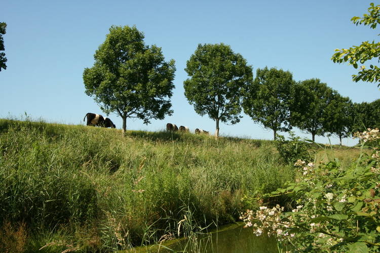 De Zeeschelp De Zeeschelp