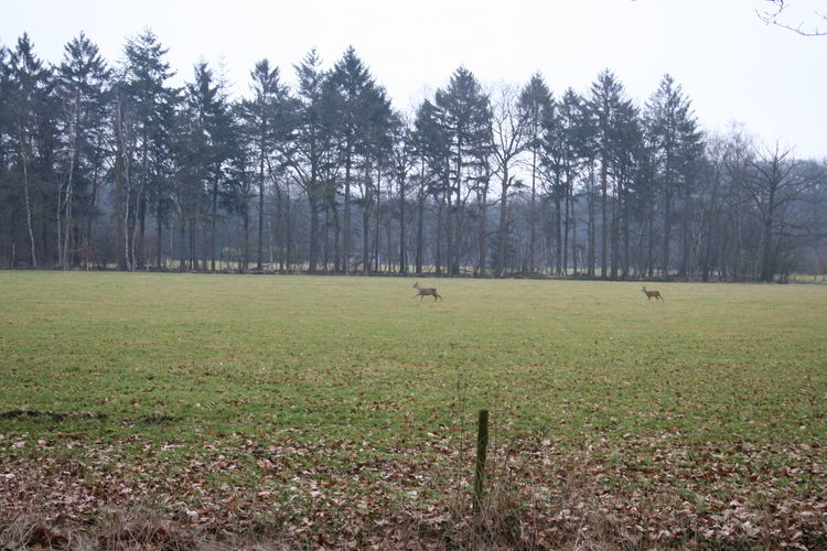 Landgoed Pijnenburg - De Beuk