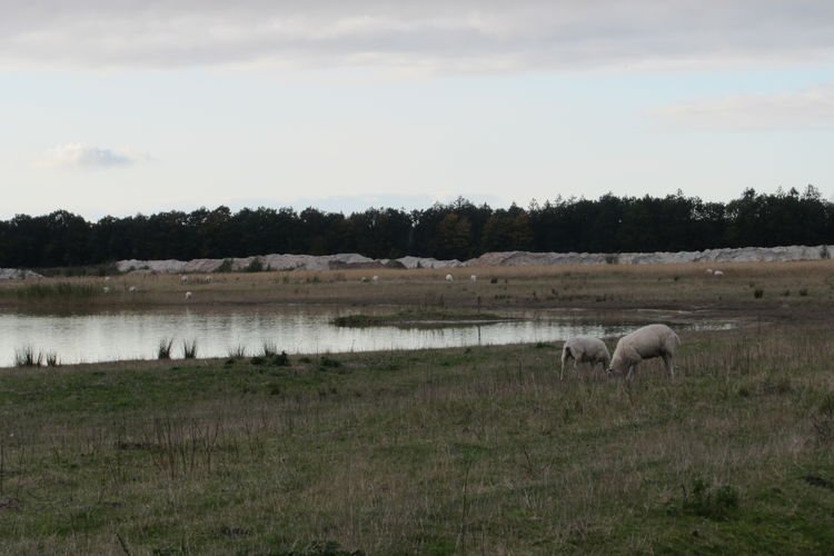 Vakantiepark Eigen Wijze Vakantiepark Eigen Wijze