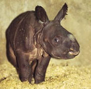 Nashorn Baby